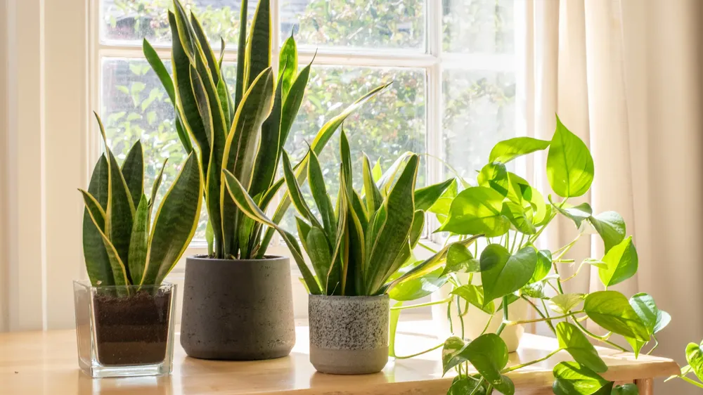 plantas